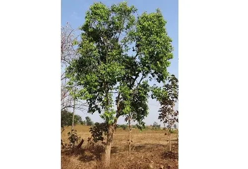 Jamun tree