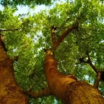 Neem Wood