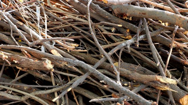 Dry Wood